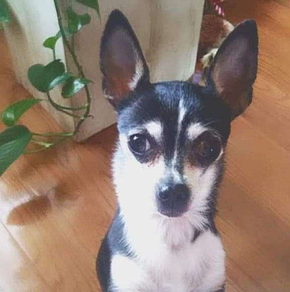 Meet your Posher, Kim - Picture 3 of 3